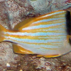 Porkfish (Anisotremus virginicus)