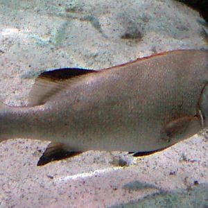 Two-striped Sweetlips (Plectorhinchus albovittatus)