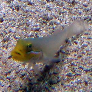 Yellow-headed Sleeper Goby (Valenciennea strigata)
