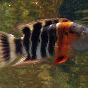 Red-breasted Wrasse (Cheilinus fasciatus)