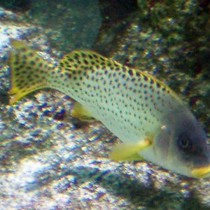 Black-spotted Rubberlip (Plectorhinchus gaterinus)