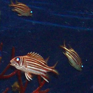 Redcoat (Sargocentron rubrum)