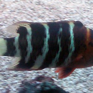 Red-breasted Wrasse (Cheilinus fasciatus)