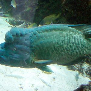 Hump-head Wrasse (Cheilinus undulatus)