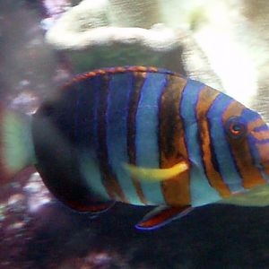 Harlequin Tusk (Choerodon fasciatus)