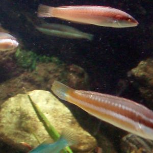 Mediterranean Rainbow Wrasse (Coris julis)