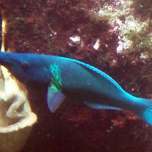 Birdmouth Wrasse (Gomphosus coeruleus)
