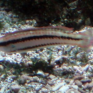 Slippery Dick (Halichoeres bivittatus)