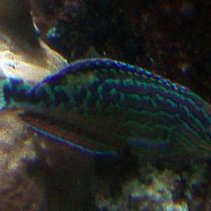 Adorned Wrasse (Halichoeres cosmetus)