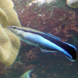 Bluestreak Cleaner Wrasse (Labroides dimidiatus)