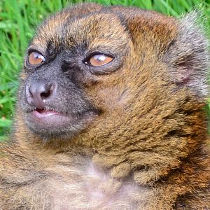 Greater Bamboo Lemur