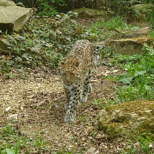 Amara the Amur Leopard