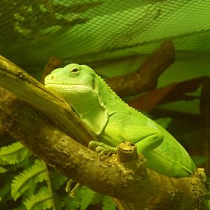 Fiji Banded Iguana