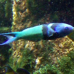 Blue-headed Wrasse (Thalassoma bifasciatum)