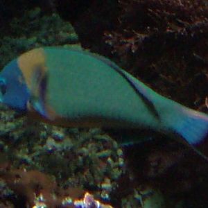 Saddle Wrasse (Thalassoma duperrey)