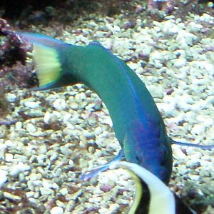 Moon Wrasse (Thalassoma lunare)