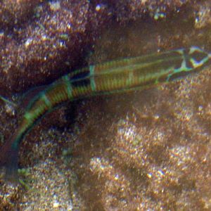 Ornate Wrasse (Thalassoma pavo)