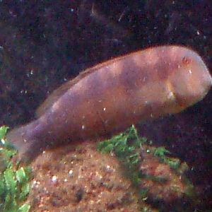 Cleaver Wrasse (Xyrichthys novacula)