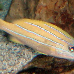 Common Blue-striped Snapper (Lutjanus kasmira)