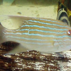 Chinaman Fish (Symphorus nematophorus)