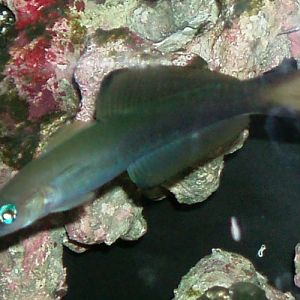 Scissortail Dartfish (Ptereleotris evides)