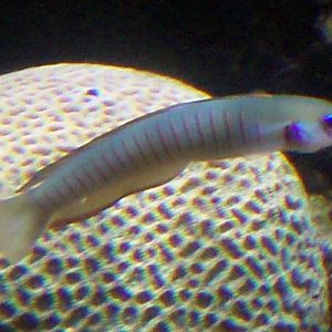 Zebra Barred Dartfish (Ptereleotris zebra)