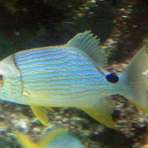 Sailfin Snapper (Symphorychthys spilurus)
