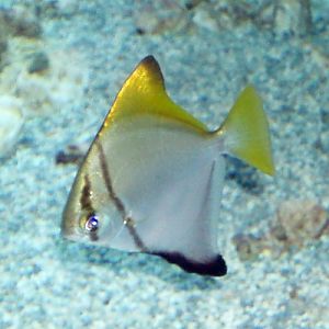 Silver Moony (Monodactylus argenteus)