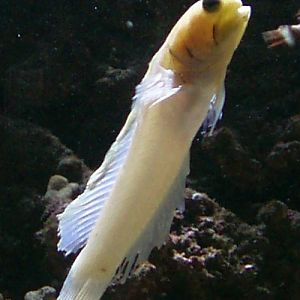 Atlantic Jawfish (Opisthognathus aurifrons)