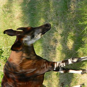 Okapi