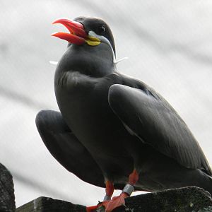 Inca Tern