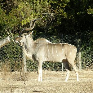 kudu