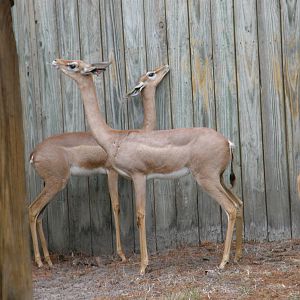 gerenuk