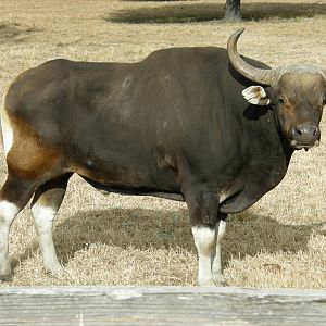 banteng