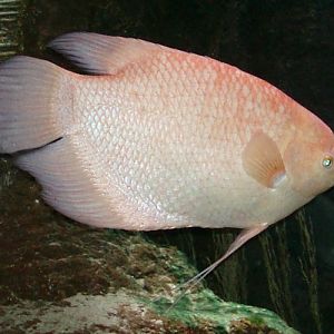 Giant Gourami (Osphromenus gourami)