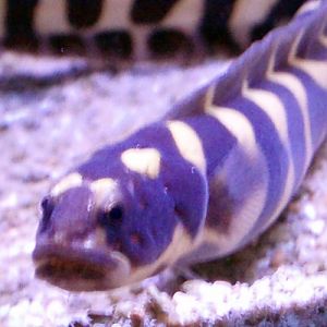 Convict Blenny (Pholidichthys leucotaenia