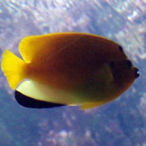 Flagfin Angelfish (Apolemichthys trimaculatus)
