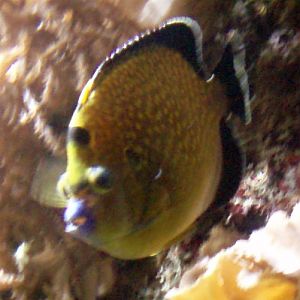 Goldflake Angelfish (Apolemichthys xanthopunctatus)