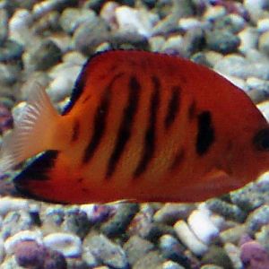 Flame Angelfish (Centropyge loriculus)