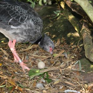 Southern Screamer and her egg
