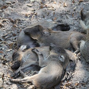 Warthog Piglets