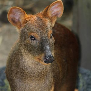 Southern Pudu