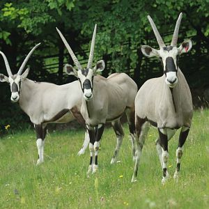 Gemsbok - new antelope species in Bojnice