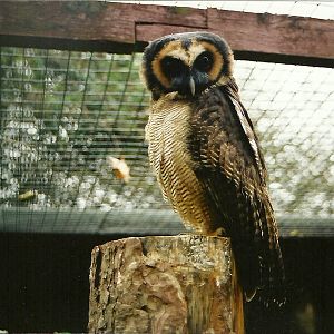 Brown Wood Owl - Twycross Nov 2001