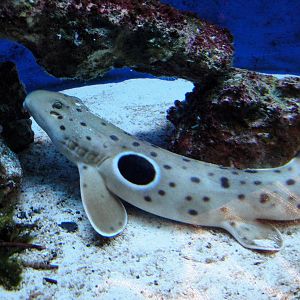 Epaulette Shark