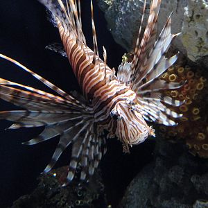 Lionfish
