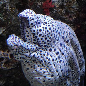 Laced Moray Eel