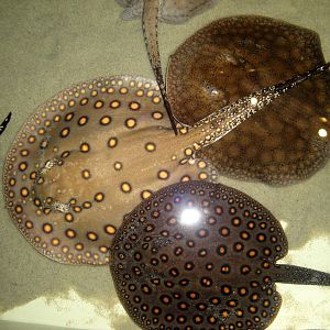 Freshwater Rays