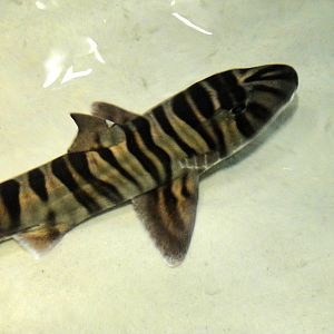 Zebra Bullhead Shark