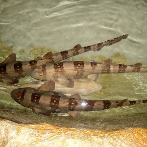White-spotted Bamboo Shark